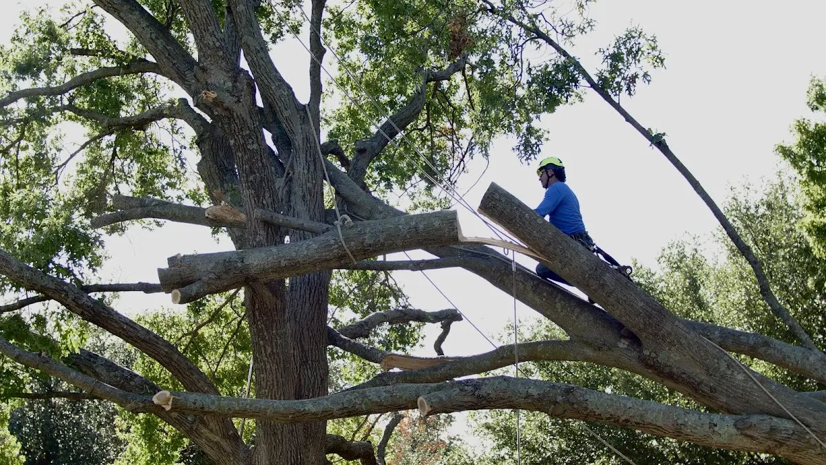 Professional Hazardous Tree Removal performed by certified arborists in Leaf River